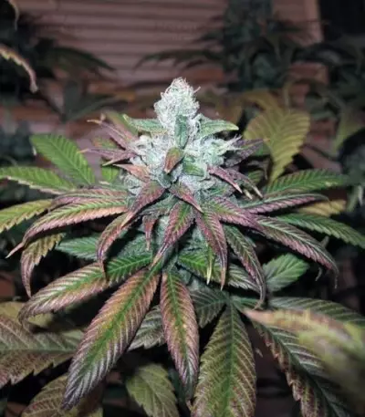 Train Wreck Feminized Seeds from Green House Seeds