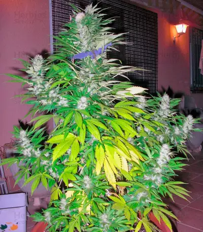 white widow