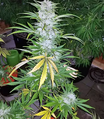 Auto Gorilla OG Seeds