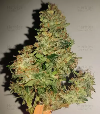 Auto Kaya 47 feminized seeds