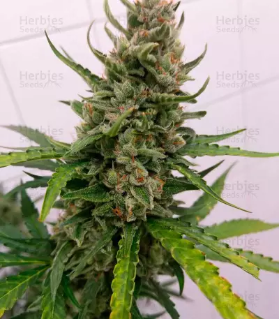Auto Strawberry Gum Seeds