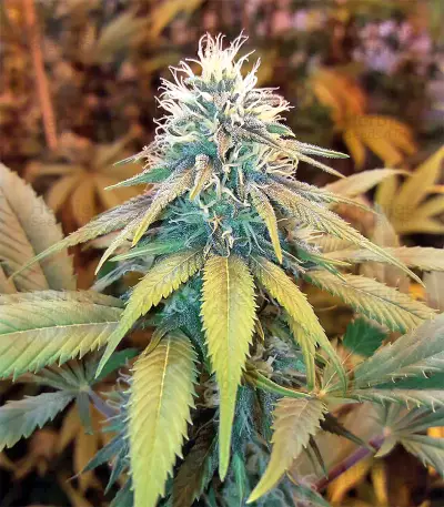 Graines de cannabis Buzz Light Gear (Dr. Krippling Seeds)