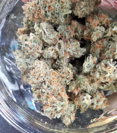 Graines de cannabis Buzz Light Gear (Dr. Krippling Seeds)