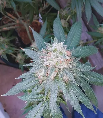 Chemdawg Seeds (Humboldt Seeds Organization)