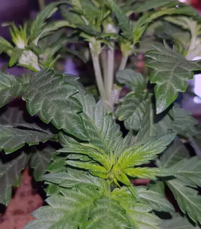 Critical Kush Seeds