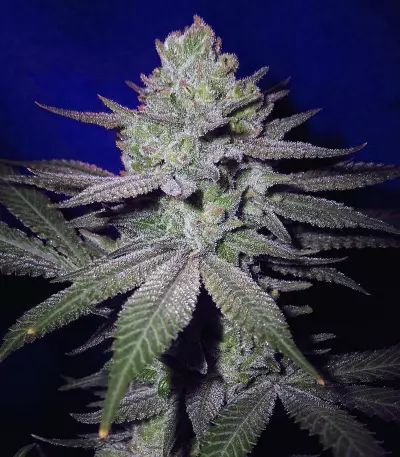 Early Skunk Haze (Early Pearl Skunk x Haze) Seeds