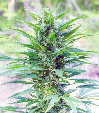 ErdPurt Seeds