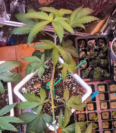 Gelato feminized seeds (Blackskull Seeds)