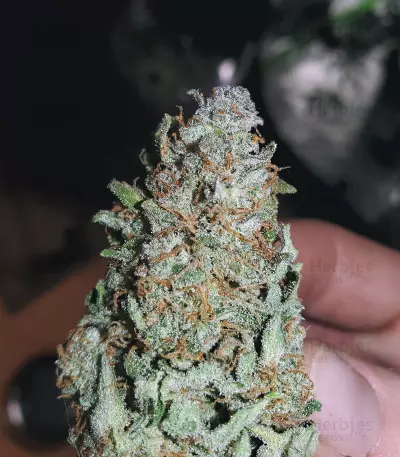 Girl Scout Cookies Seeds (Garden of Green)