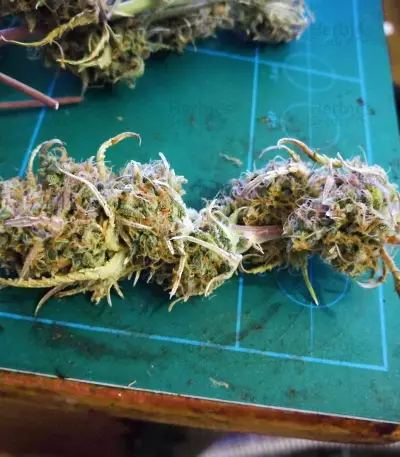 Girl Scout Cookies (Original Sensible Seeds)