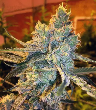 Girl Scout Cookies (Original Sensible Seeds)