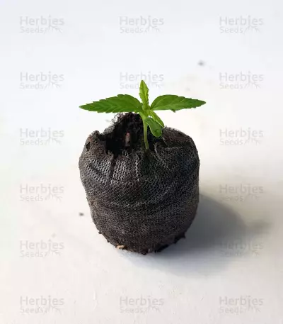Green Crack Seeds (Blimburn Seeds)