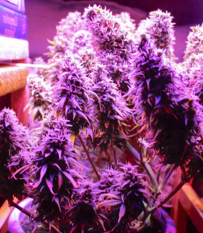 Hindu Kush Automatic feminized seeds