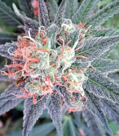 Graines de cannabis Kali China Breeders Pack (Ace Seeds)