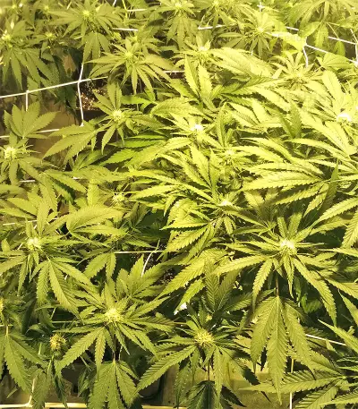 Kripple Roulette (Dr. Krippling Seeds)