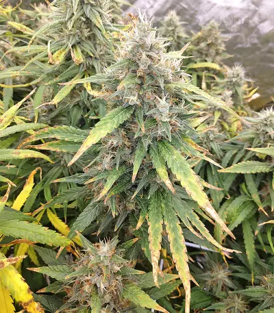 Malawi x Panama Seeds