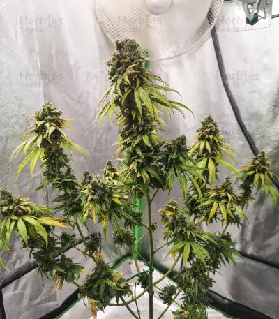 Semi femminizzati NYC Diesel