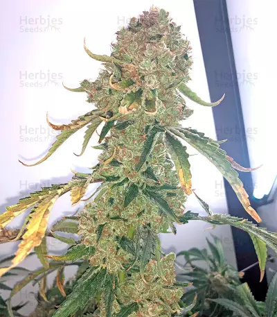 OG Kush Express Seeds