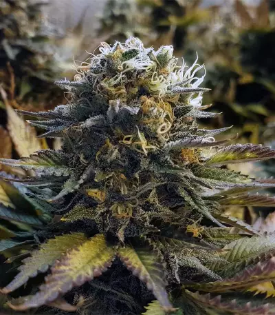 Original Glue Seeds