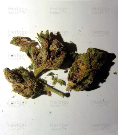 Semi femminizzati Pakistan Chitral Kush (CannaBioGen)