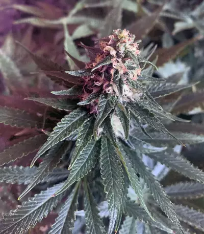 Purple Punch feminized seeds (Seedstockers)