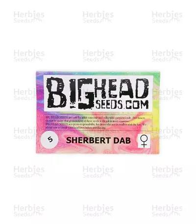 Sherbert Dab (Big Head Seeds)