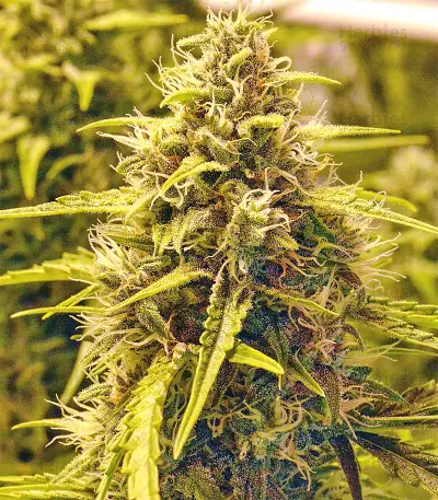 Sour Hound F2 Auto Seeds