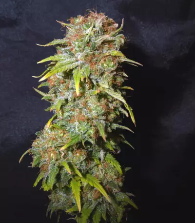 Stinkin' Bishop (Cheese XXL) (Original Sensible Seeds) feminized seeds