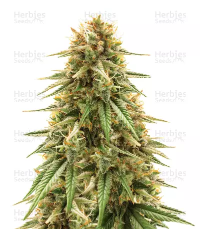 Strawberry D-Lite regular (Sagarmatha Seeds) Cannabis-Samen