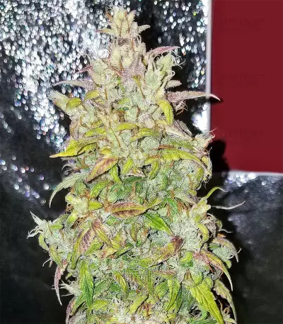 The White Train Auto Seeds