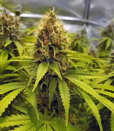 Toxic feminized seeds