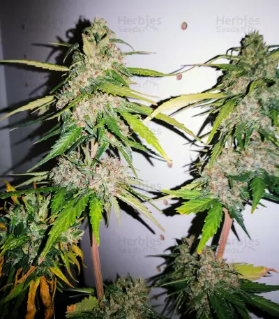 White Crystal Meth Auto strain