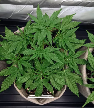 Graines de cannabis White Lavender (G13 Labs)