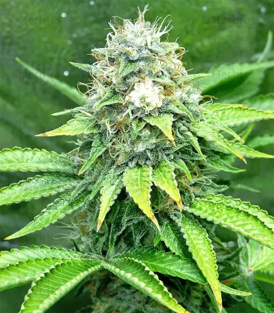 Xtreme Kush feminized seeds