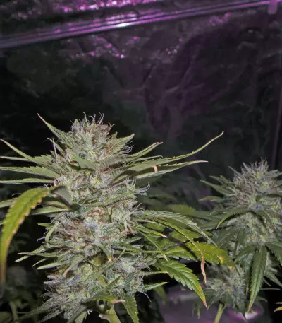 ACE Mix Feminized seeds