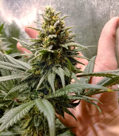 Amnesia Lemon Kush Seeds (Original Sensible Seeds)