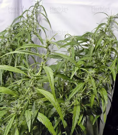 Arjan's Ultra Haze #1 Seeds