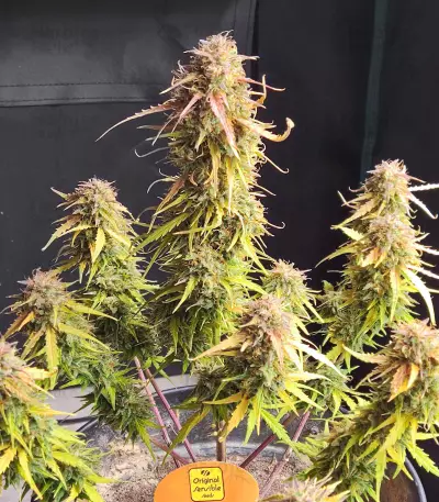 Blueberry Cookies Auto cannabis strain