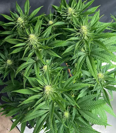 GG4 Sherbet Fast Flowering Feminized Seeds (Fast Buds)