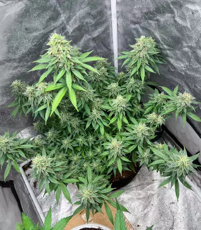 Gorilla Cookies Fast Flowering Seeds(Fast Buds)