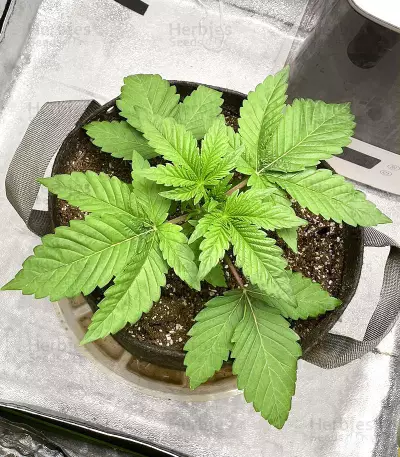 Kush Mintz Seeds (Barney’s Farm)