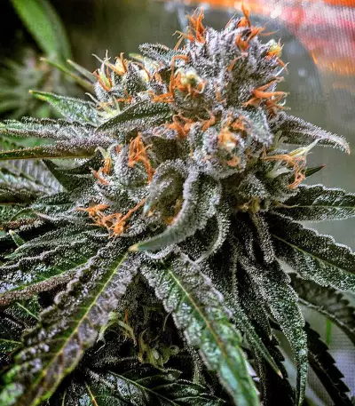 Master Kush regular (Nirvana Seeds)