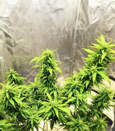 SoCal Masterkush Seeds