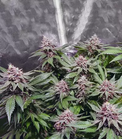 Alien Gorilla feminized seeds (Original Sensible Seeds)