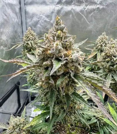 Apollo Feminized Seeds (Brothers Grimm Seeds)