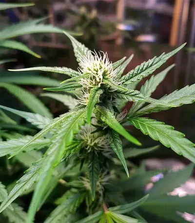 Auto Gorilla feminized seeds