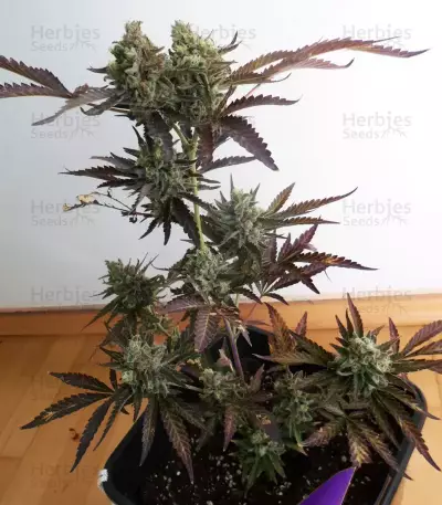 Black Budha (Sagarmatha Seeds)