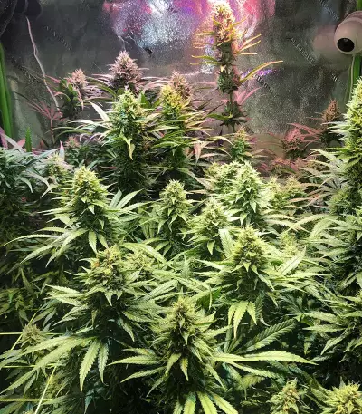 Blue Dream Seeds (Garden of Green)