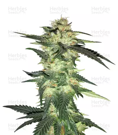 Blue Gelato 41