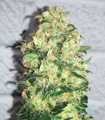 C4 Auto Seeds